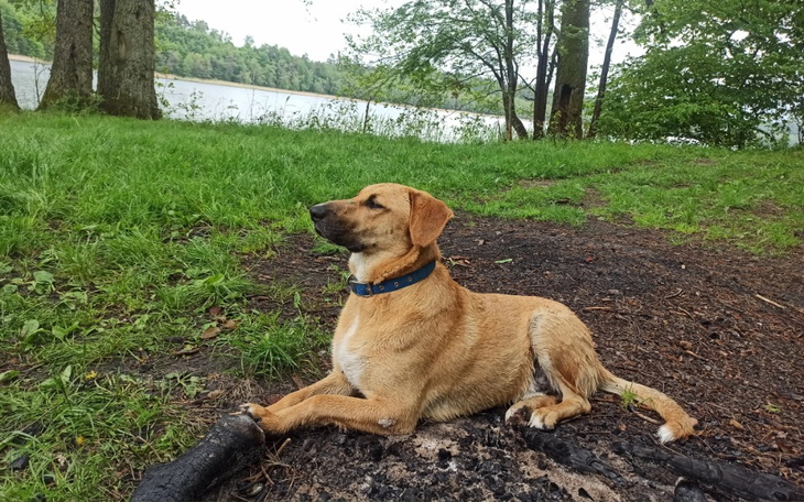 Zbiórka Operacja psa Pioruna - zdjęcie główne