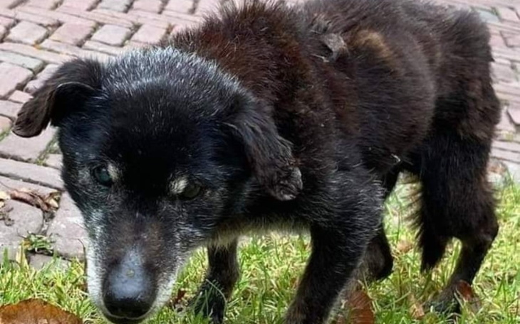 Zbiórka Ludwiczek - zdjęcie główne