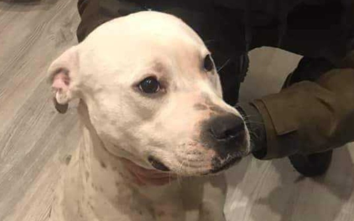 Zbiórka Comeback Daisy - zdjęcie główne