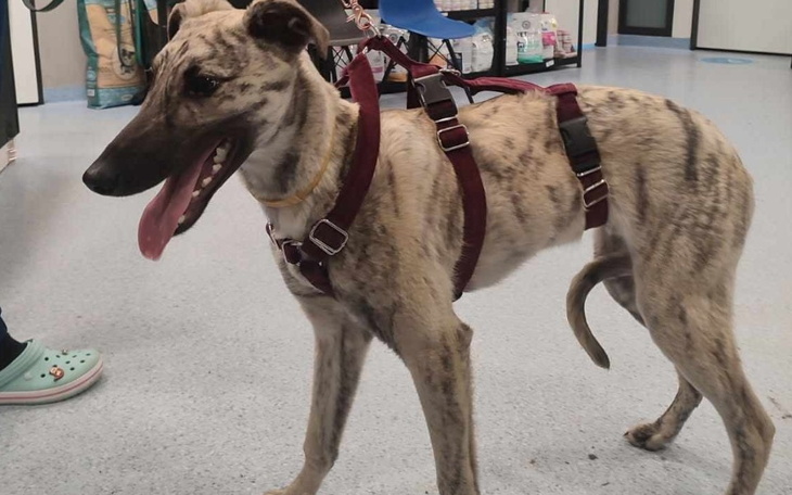 Pies w uprzęży w sklepie zoologicznym.