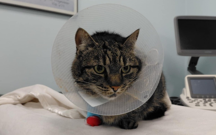 Kot w kołnierzu ochronnym po zabiegu weterynaryjnym.