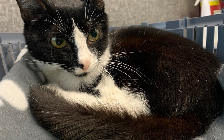 Zbiórka Uratujmy życie Duriego - zdjęcie główne