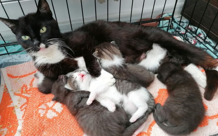 Zbiórka Wsparcie domów tymczasowych - zdjęcie główne