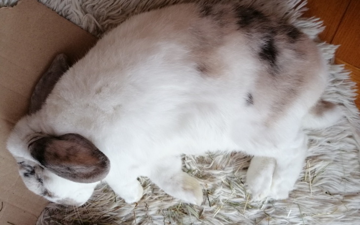 Zbiórka Zbiórka na leczenie Dory - zdjęcie główne