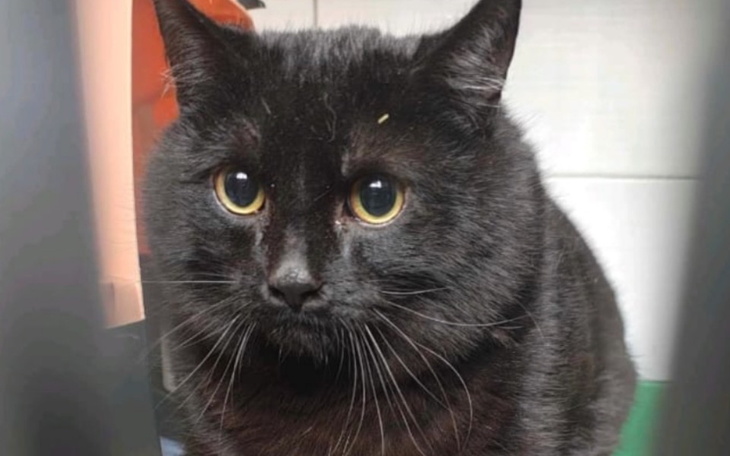 Czarny kot z dużymi oczami, siedzi na stole.