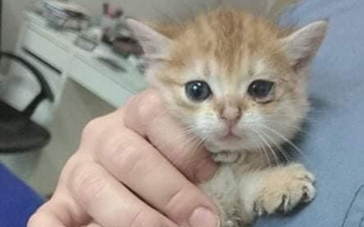 Zbiórka Zimowa Paka dla Kociaka - zdjęcie główne