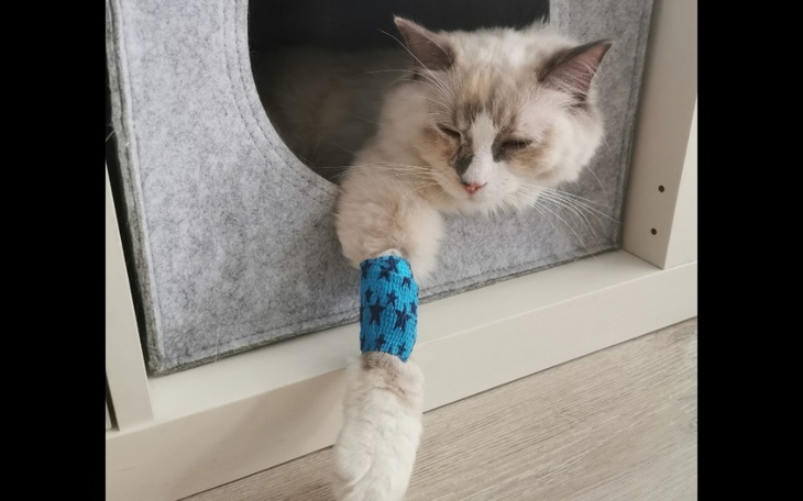 Zbiórka Pomóżmy Ciapce w walce z rakiem - zdjęcie główne