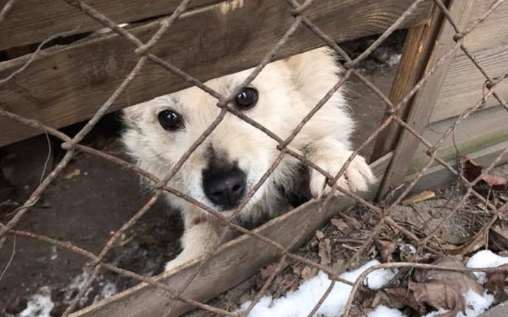 Pies patrzący przez ogrodzenie.