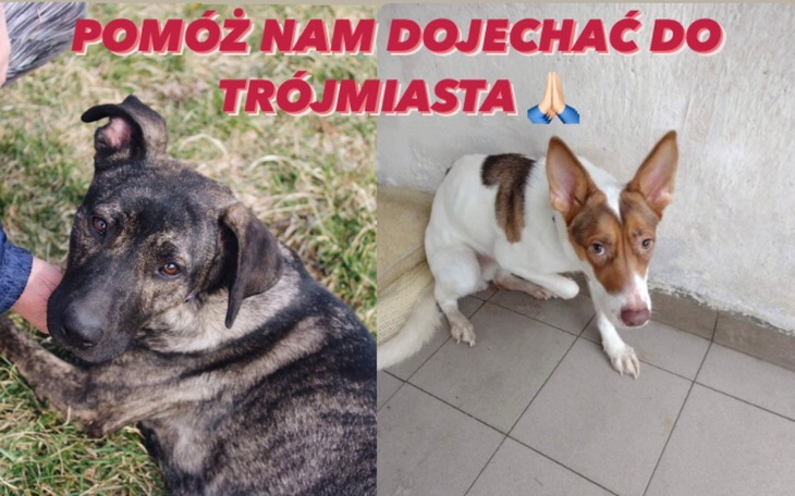 Zbiórka POMÓŻ nam DOJECHAĆ do TRÓJMIASTA - zdjęcie główne