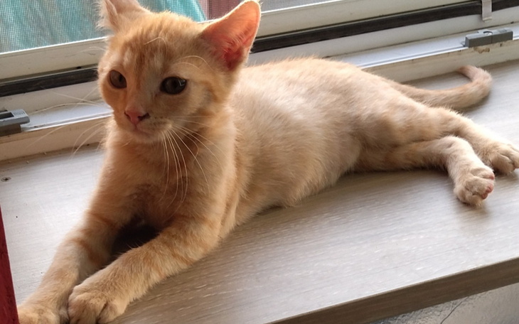 Rudy kot leżący na parapecie, relaksujący się w słońcu.