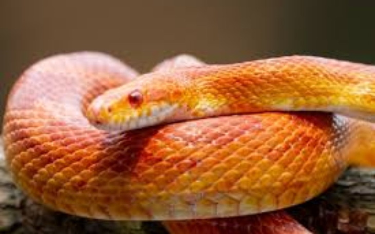 Zbiórka na moje największe marzenie 3 - zdjęcie główne