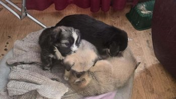 Zbiórka Znalezione w lesie szczeniaki - miniaturka zdjęcia