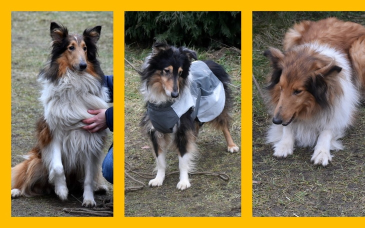 Zbiórka Na nowe życie Colisi z pseudo - zdjęcie główne