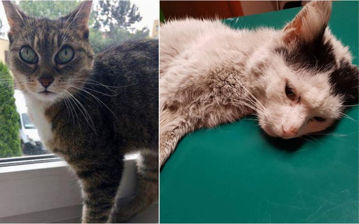 Zbiórka 2 koty, 2 życia i 1 problem - zdjęcie główne