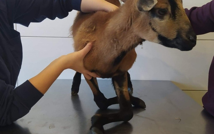 Zbiórka Kalectwo to nie wyrok - zdjęcie główne