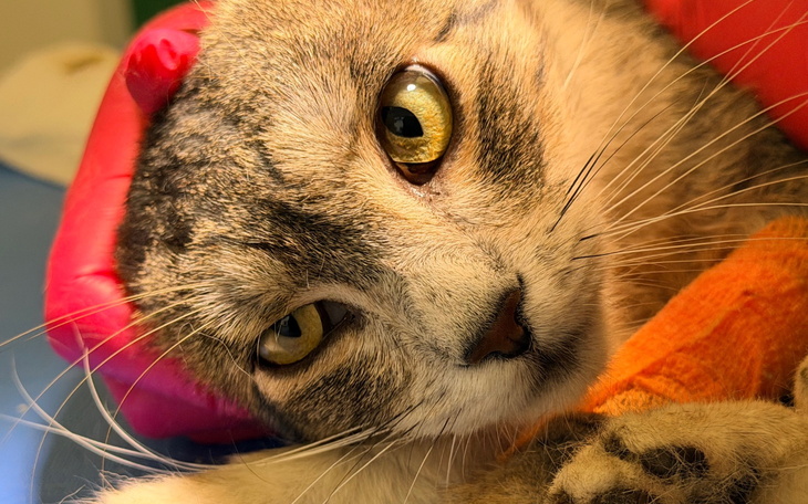 Kot z dużymi oczami, leżący na poduszce, w czerwonym otoczeniu.