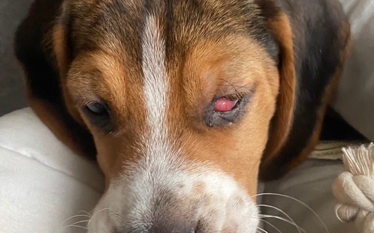 Zbiórka Na leczenie koko - zdjęcie główne