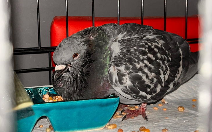 Gołąb jedzący z miski w klatce.