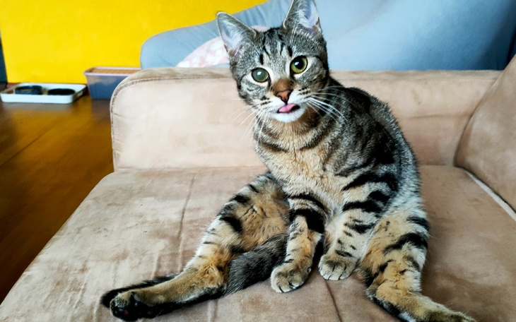 Zbiórka Dla schroniska w Sośnicy - zdjęcie główne