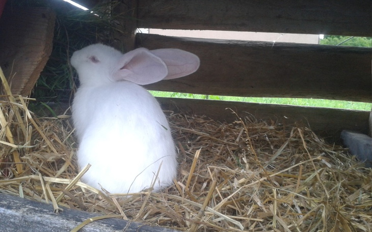 Zbiórka Pasja króliki - zdjęcie główne