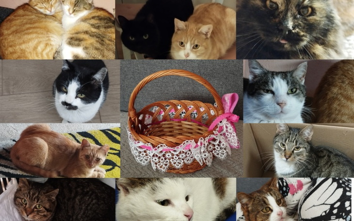 Zbiórka Wielkanocny Koszyczek dla Kotków - zdjęcie główne