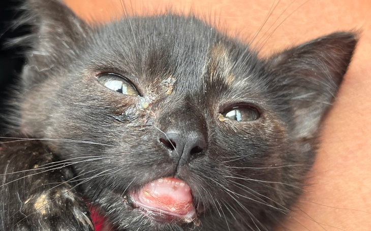 Zbiórka Amputacja łapki , oderwana broda - zdjęcie główne