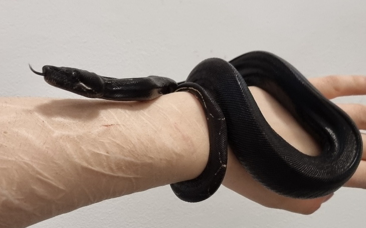 Wąż owinięty wokół ręki, spokojnie leżący.