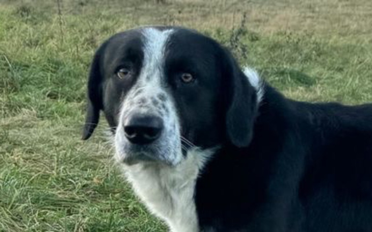 Pies na łące, wygląda na przyjacielskiego.