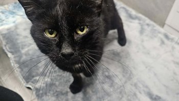 Zbiórka Ratujemy Grzesia - miniaturka zdjęcia