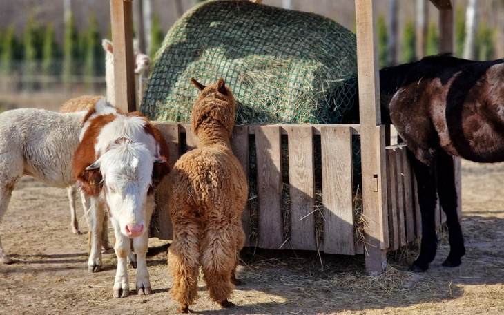 Zbiórka Fundusz remontowy dla Azylu - zdjęcie główne