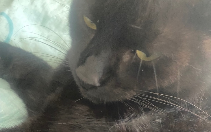 Zbiórka Kot Rysiu zmaga się z rakiem - zdjęcie główne