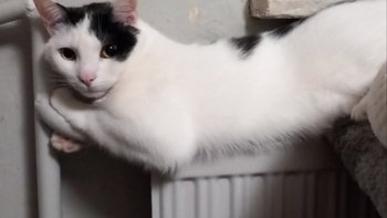 Zbiórka Na ogrzewanie kociarni - miniaturka zdjęcia
