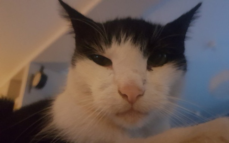 Zbiórka Operacja na chore uszka - zdjęcie główne