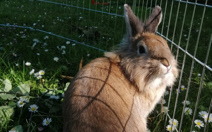Zbiórka Operacja królika Teddiego - zdjęcie główne