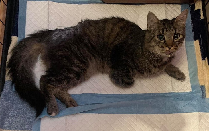 Zbiórka Ratujemy kocurka z wypadku - zdjęcie główne