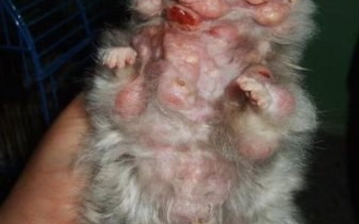 Zbiórka Chory chomiczka - zdjęcie główne