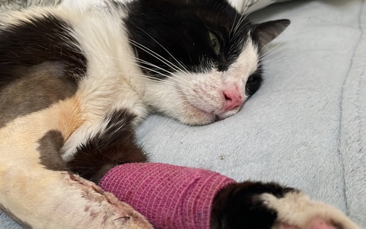 Zbiórka Leczenie kota Sebusia - zdjęcie główne