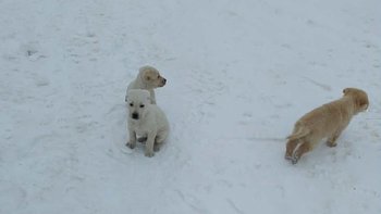 Zbiórka szczeniaki ze śniegu i mrozu - miniaturka zdjęcia
