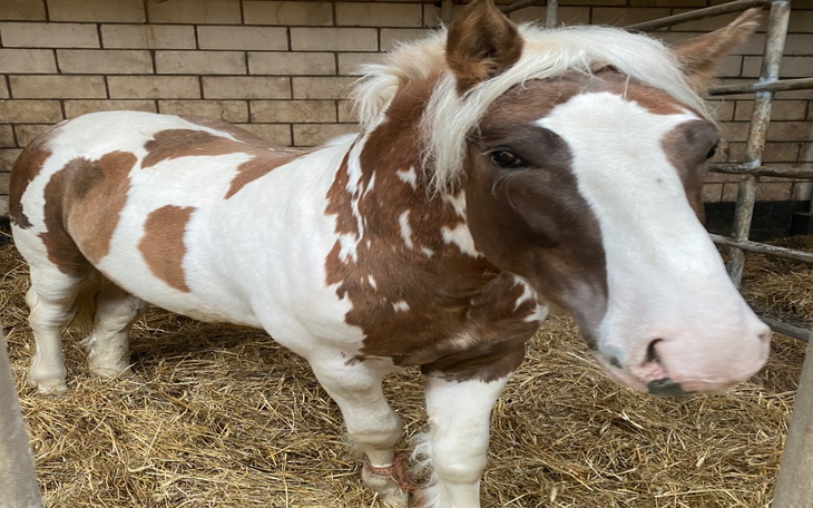 Zbiórka Dajmy szansę Łatkowi na życie - zdjęcie główne