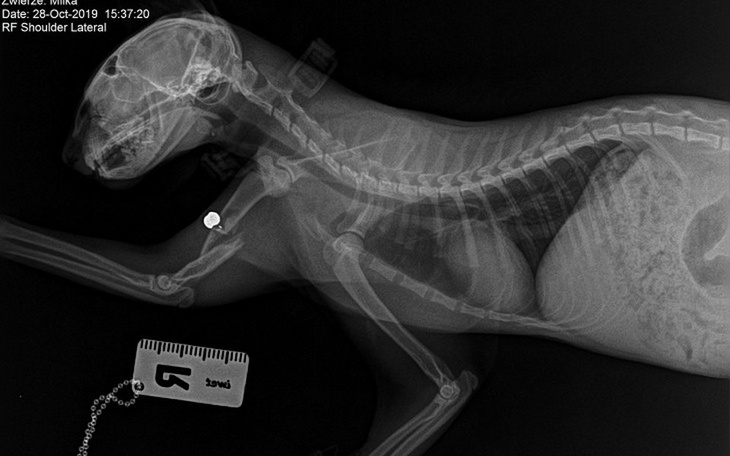 Zbiórka Postrzelony kotek - zdjęcie główne