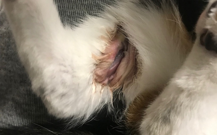 Zbiórka Maleństwo,obie łapki ranne - zdjęcie główne