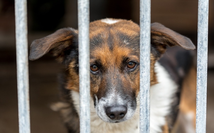 Zbiórka Wsparcie adopcji psów i kotów - zdjęcie główne