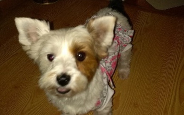 Zbiórka Uratowana Nela prosi o wsparcie - zdjęcie główne