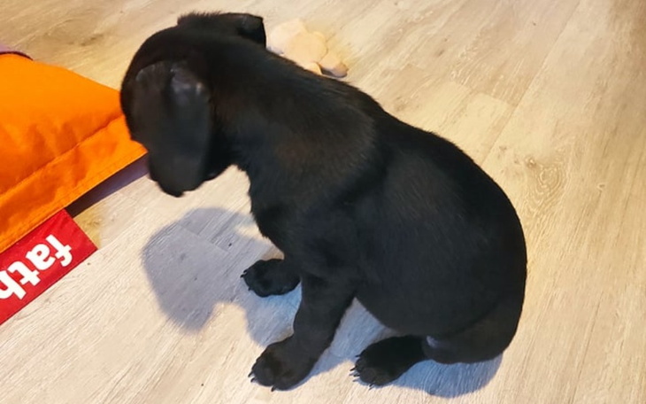 Zbiórka Maluszki w potrzebie - zdjęcie główne