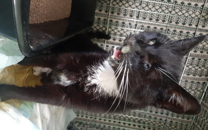 Zbiórka Chce żyć, POMÓŻ MI - zdjęcie główne