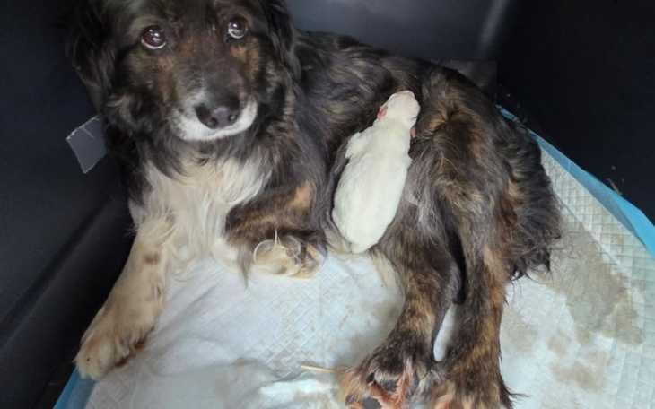 Suka z nowonarodzonym szczeniakiem w samochodzie.