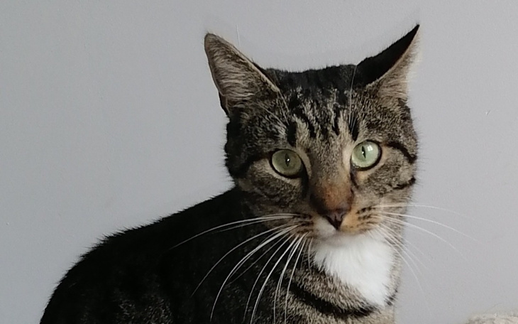 Kot w zbliżeniu, z zielonymi oczami i wyrazem ciekawości.