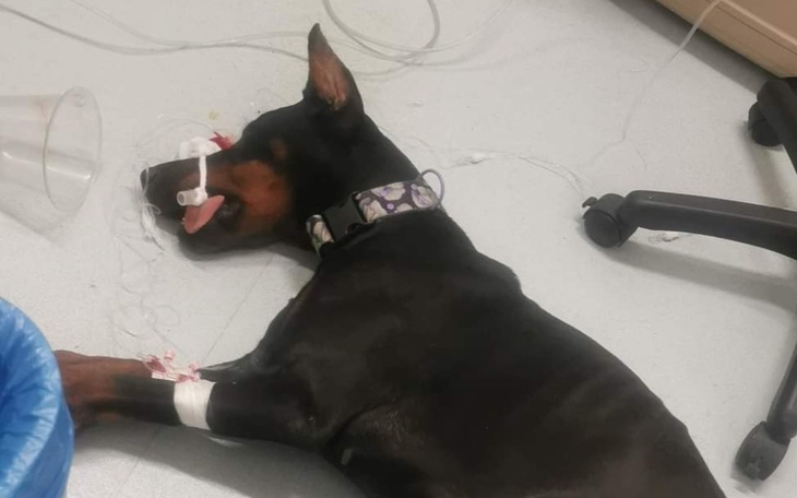 Zbiórka Operacja dobermanki Azry - zdjęcie główne