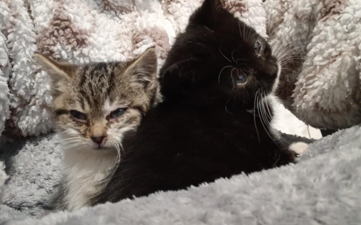 Zbiórka Ratujmy puchate kulki - zdjęcie główne