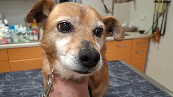 Zbiórka Dajmy LUNI spokojną starość.. - miniaturka zdjęcia